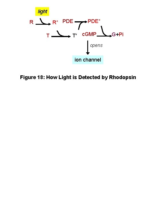 light R* PDE R T PDE* T* c. GMP G+Pi opens ion channel Figure