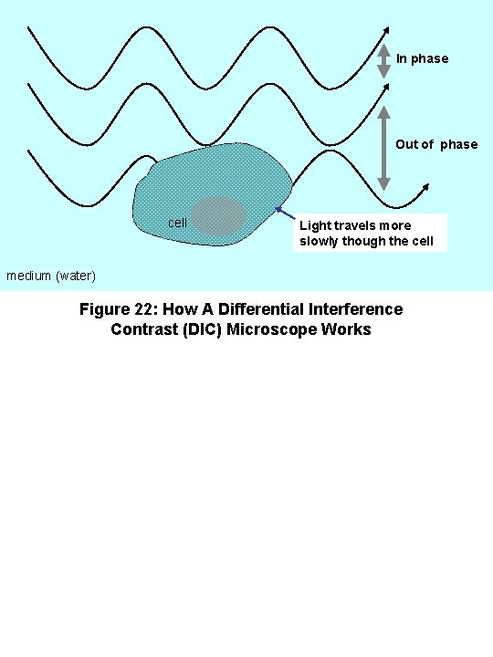 In phase Out of phase cell Light travels more slowly though the cell medium