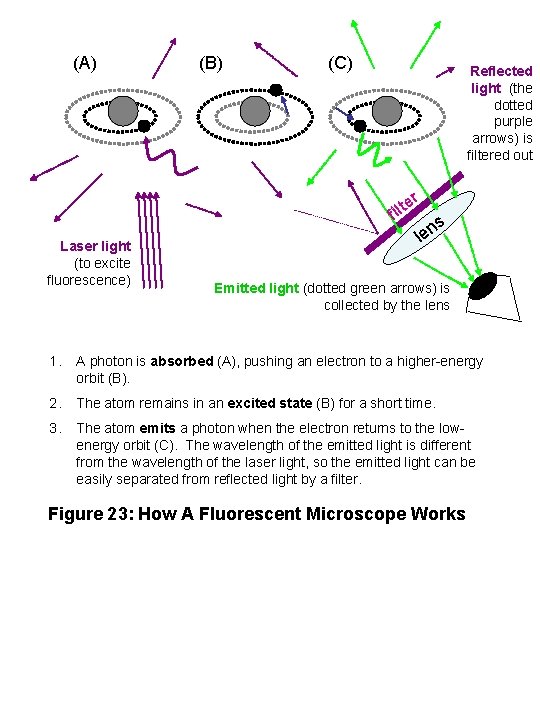 (A) (B) (C) Reflected light (the dotted purple arrows) is filtered out er t