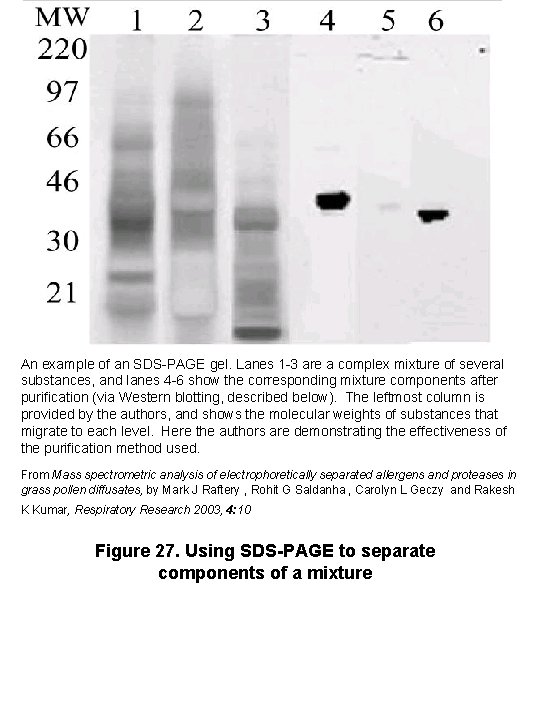 An example of an SDS-PAGE gel. Lanes 1 -3 are a complex mixture of