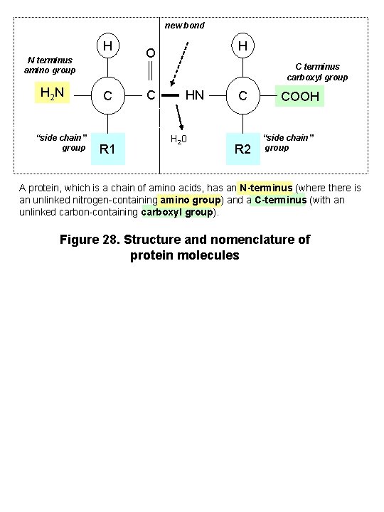 new bond H N terminus amino group H 2 N “side chain” group H