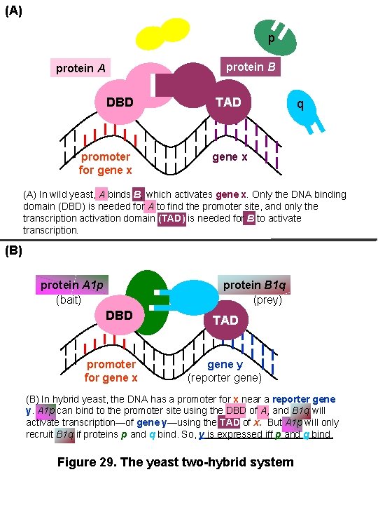 (A) p protein B protein A DBD promoter for gene x TAD q gene