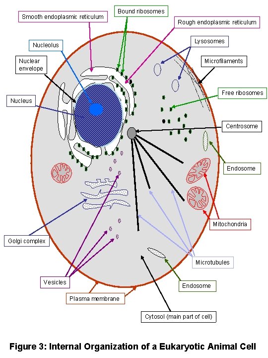 Smooth endoplasmic reticulum Bound ribosomes Rough endoplasmic reticulum Lysosomes Nucleolus Nuclear envelope Microfilaments Free