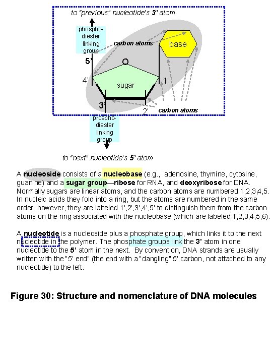 to “previous” nucleotide’s 3’ atom phosphodiester linking group base carbon atoms 5’ O 4’