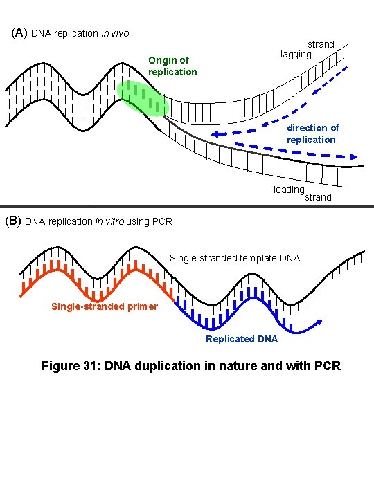 (A) DNA replication in vivo strand lagging Origin of replication direction of replication leading