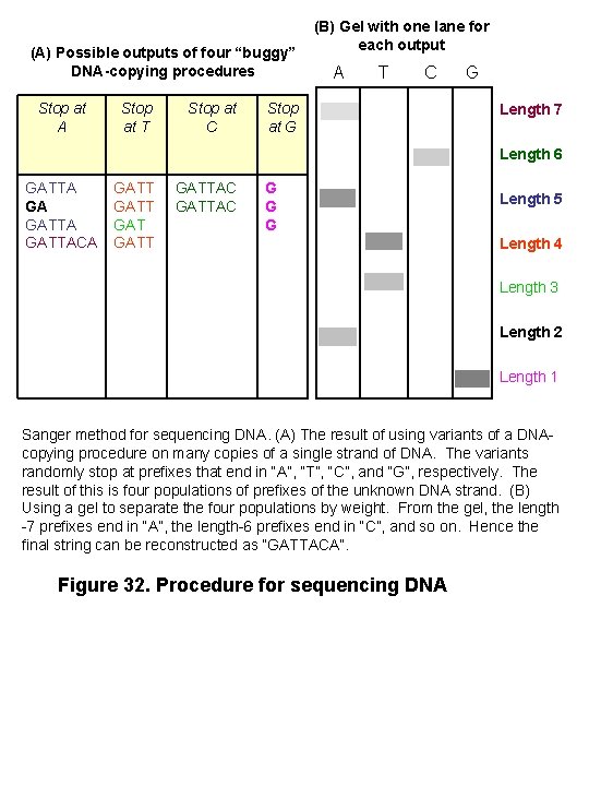 (A) Possible outputs of four “buggy” DNA-copying procedures Stop at A Stop at T