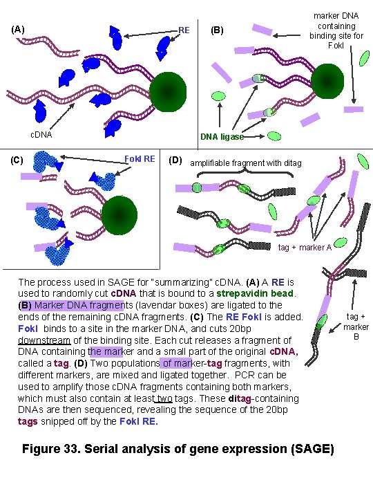 (A) RE c. DNA (C) marker DNA containing binding site for Fok. I (B)