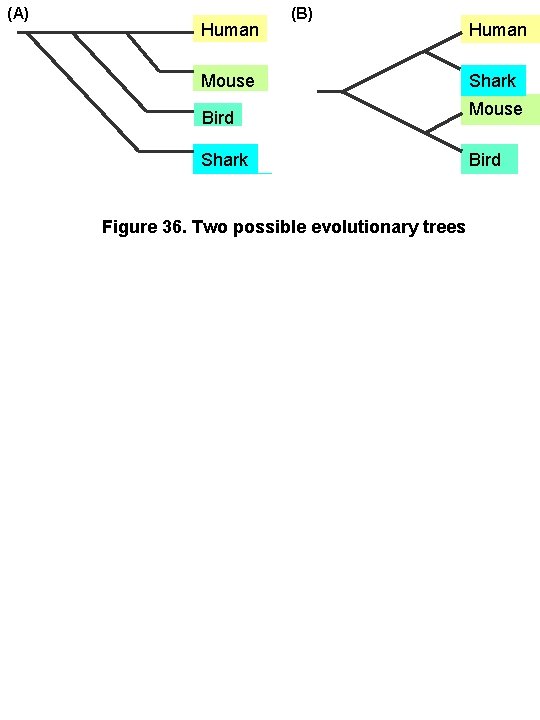 (A) Human (B) Mouse Bird Shark Figure 36. Two possible evolutionary trees Human Shark