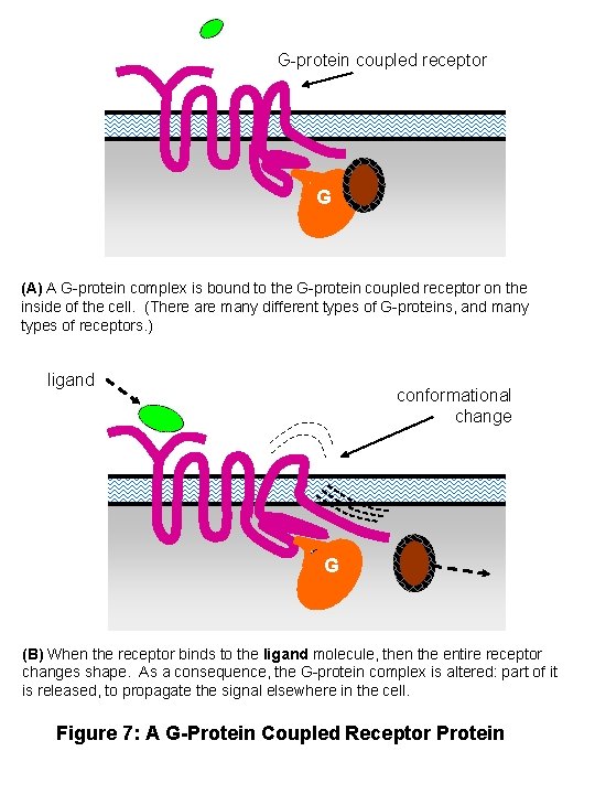 G-protein coupled receptor G (A) A G-protein complex is bound to the G-protein coupled