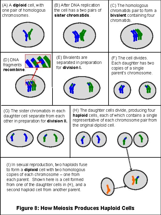 (A) A diploid cell, with one pair of homologous chromosomes. (D) DNA fragments recombine.