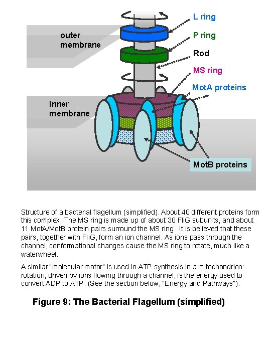 L ring outer membrane P ring Rod MS ring Mot. A proteins inner membrane