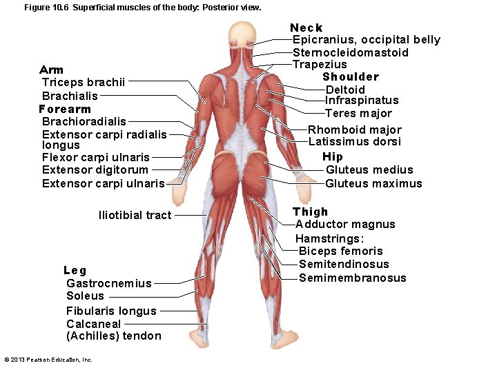 Figure 10. 6 Superficial muscles of the body: Posterior view. Arm Triceps brachii Brachialis