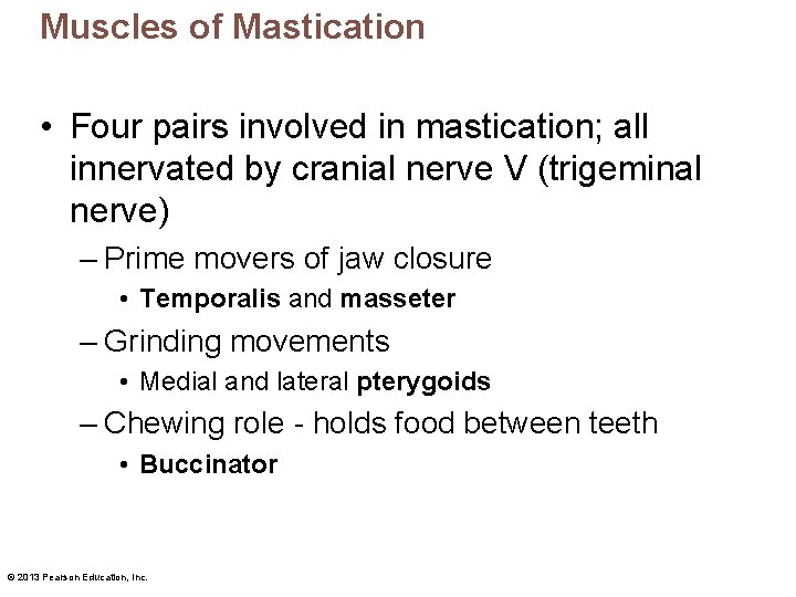Muscles of Mastication • Four pairs involved in mastication; all innervated by cranial nerve