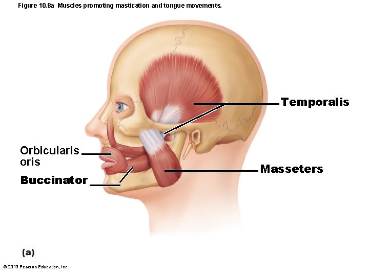 Figure 10. 8 a Muscles promoting mastication and tongue movements. Temporalis Orbicularis oris Buccinator