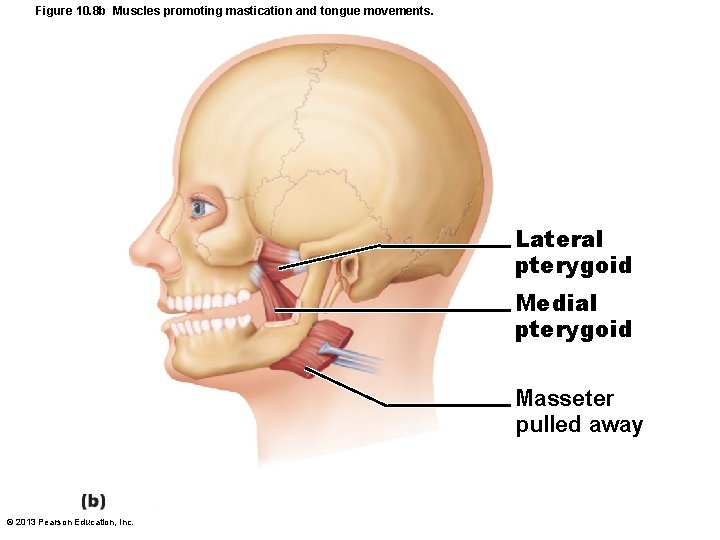 Figure 10. 8 b Muscles promoting mastication and tongue movements. Lateral pterygoid Medial pterygoid