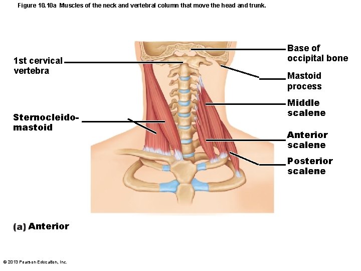 Figure 10. 10 a Muscles of the neck and vertebral column that move the