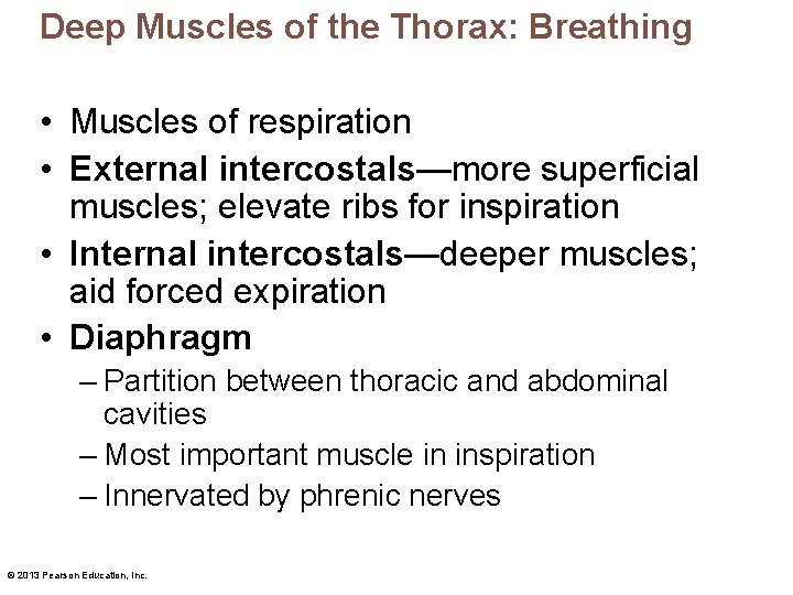 Deep Muscles of the Thorax: Breathing • Muscles of respiration • External intercostals—more superficial