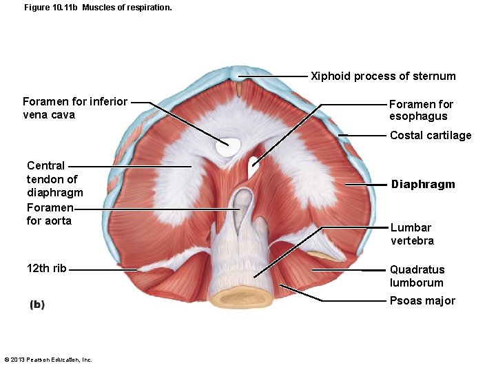 Figure 10. 11 b Muscles of respiration. Xiphoid process of sternum Foramen for inferior
