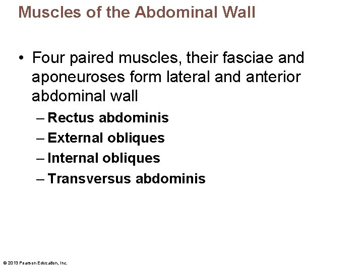 Muscles of the Abdominal Wall • Four paired muscles, their fasciae and aponeuroses form