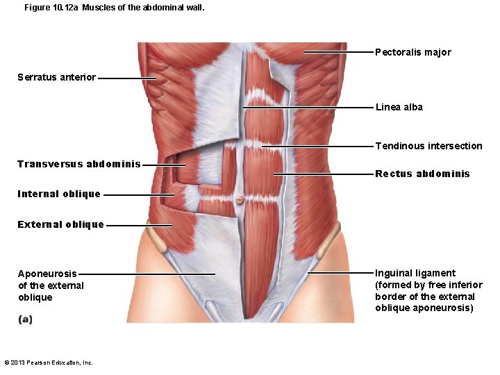 Figure 10. 12 a Muscles of the abdominal wall. Pectoralis major Serratus anterior Linea