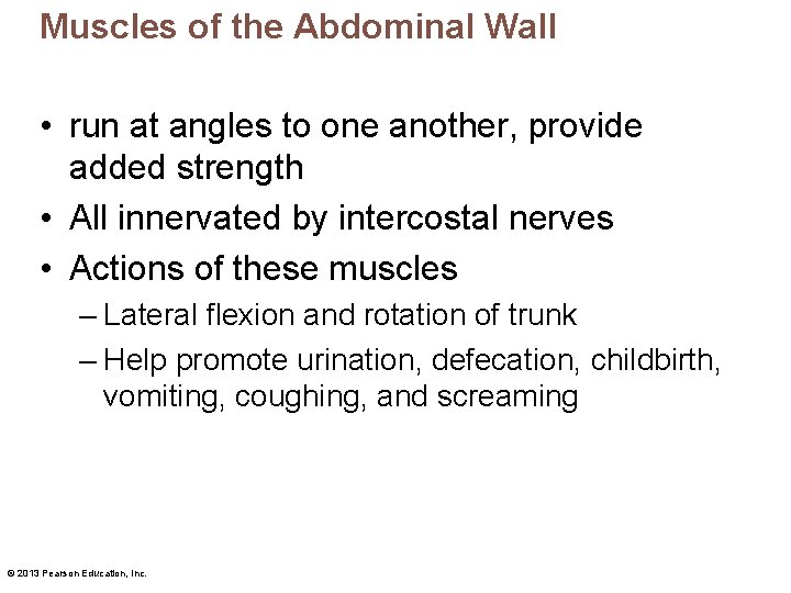 Muscles of the Abdominal Wall • run at angles to one another, provide added