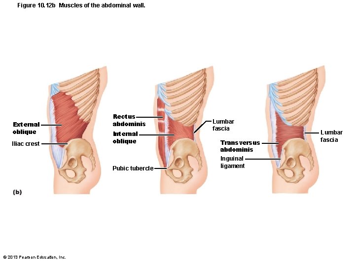 Figure 10. 12 b Muscles of the abdominal wall. External oblique Iliac crest Rectus