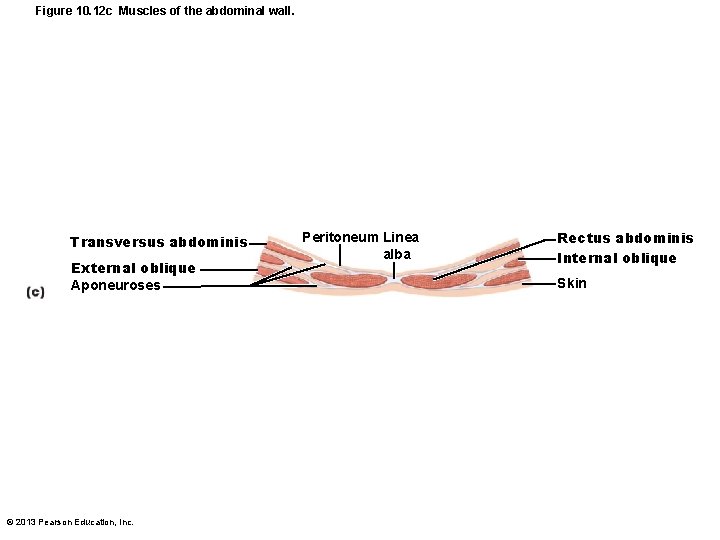 Figure 10. 12 c Muscles of the abdominal wall. Transversus abdominis External oblique Aponeuroses