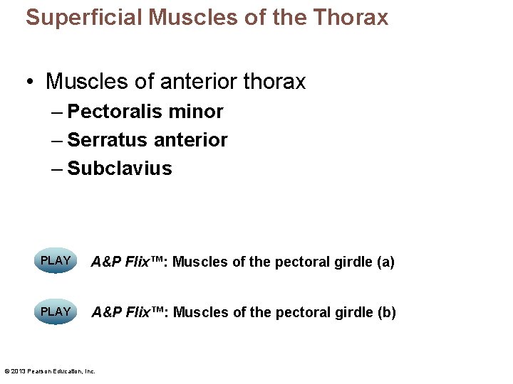 Superficial Muscles of the Thorax • Muscles of anterior thorax – Pectoralis minor –