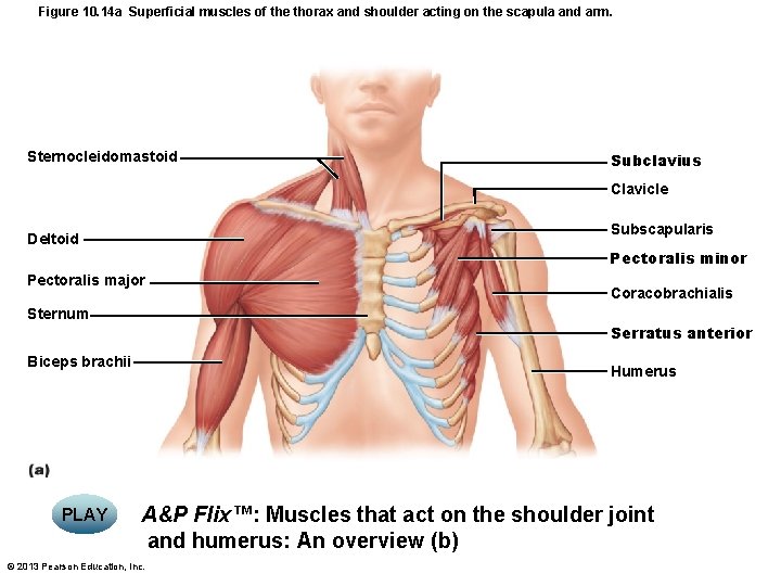 Figure 10. 14 a Superficial muscles of the thorax and shoulder acting on the