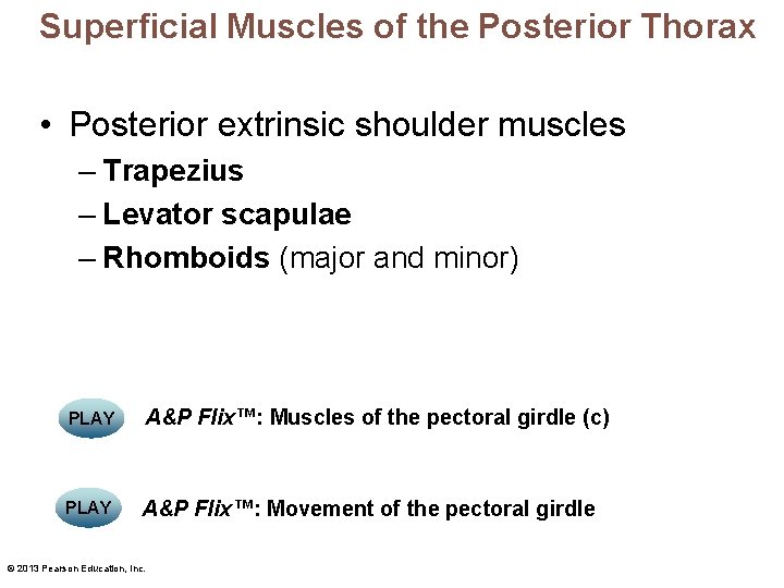 Superficial Muscles of the Posterior Thorax • Posterior extrinsic shoulder muscles – Trapezius –