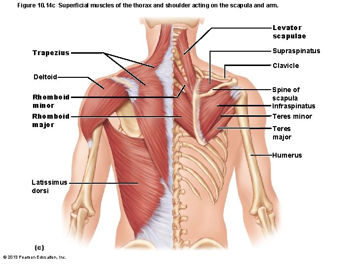 Figure 10. 14 c Superficial muscles of the thorax and shoulder acting on the