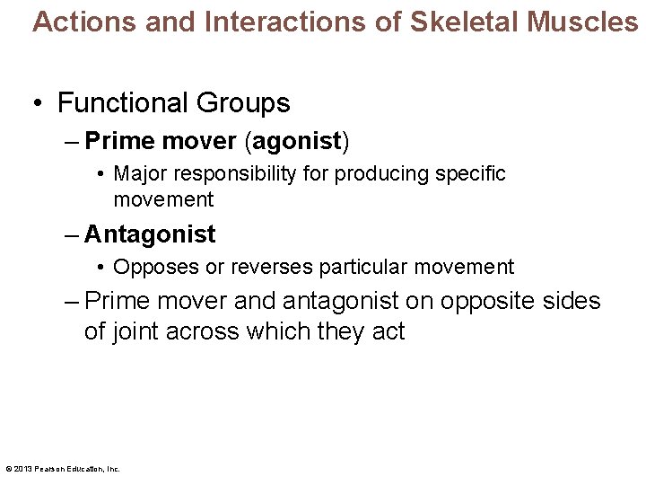 Actions and Interactions of Skeletal Muscles • Functional Groups – Prime mover (agonist) •