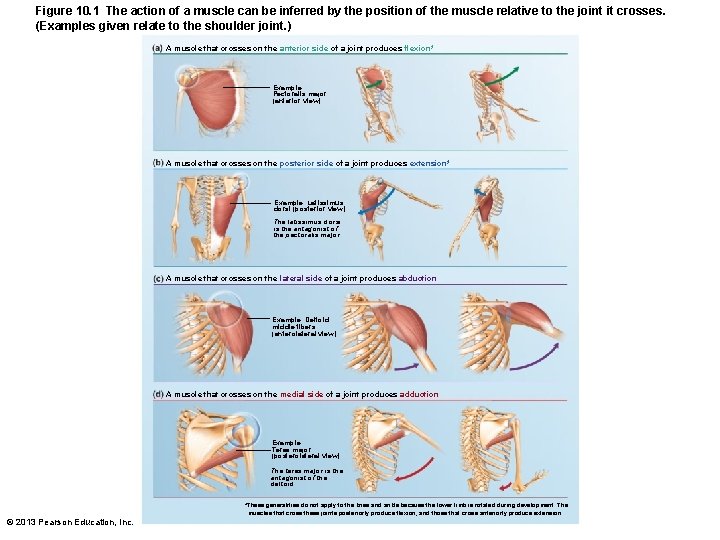 Figure 10. 1 The action of a muscle can be inferred by the position