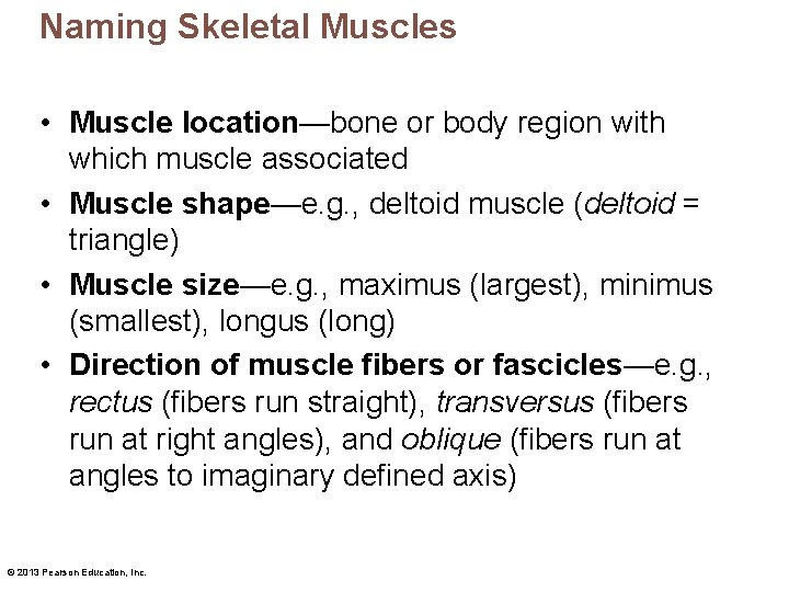 Naming Skeletal Muscles • Muscle location—bone or body region with which muscle associated •