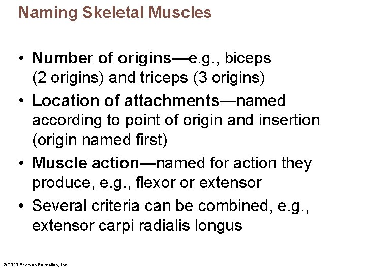 Naming Skeletal Muscles • Number of origins—e. g. , biceps (2 origins) and triceps