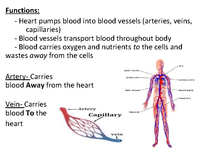 Functions: - Heart pumps blood into blood vessels (arteries, veins, capillaries) - Blood vessels