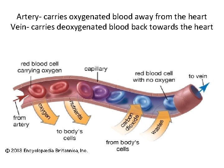 Artery- carries oxygenated blood away from the heart Vein- carries deoxygenated blood back towards