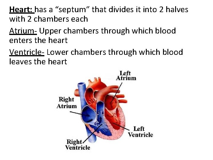 Heart: has a “septum” that divides it into 2 halves with 2 chambers each