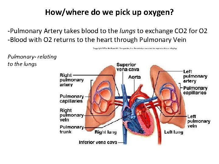 How/where do we pick up oxygen? -Pulmonary Artery takes blood to the lungs to