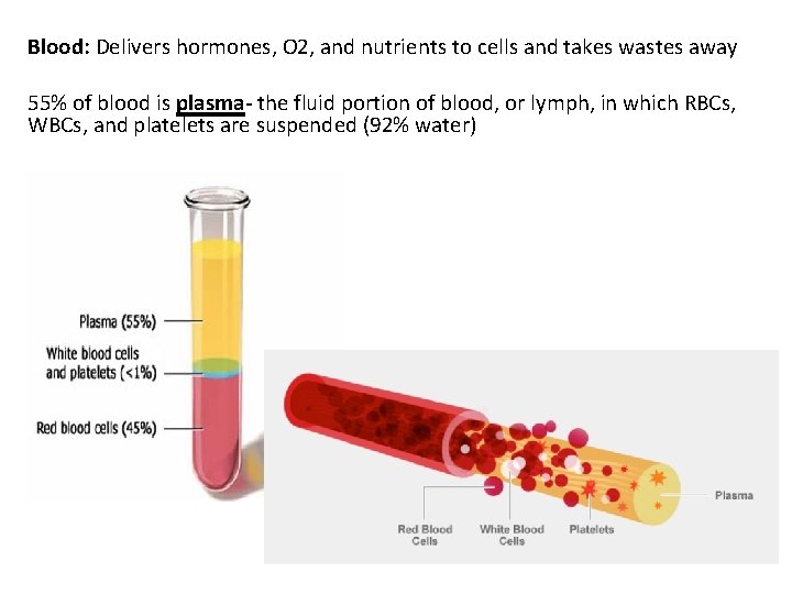 Blood: Delivers hormones, O 2, and nutrients to cells and takes wastes away 55%