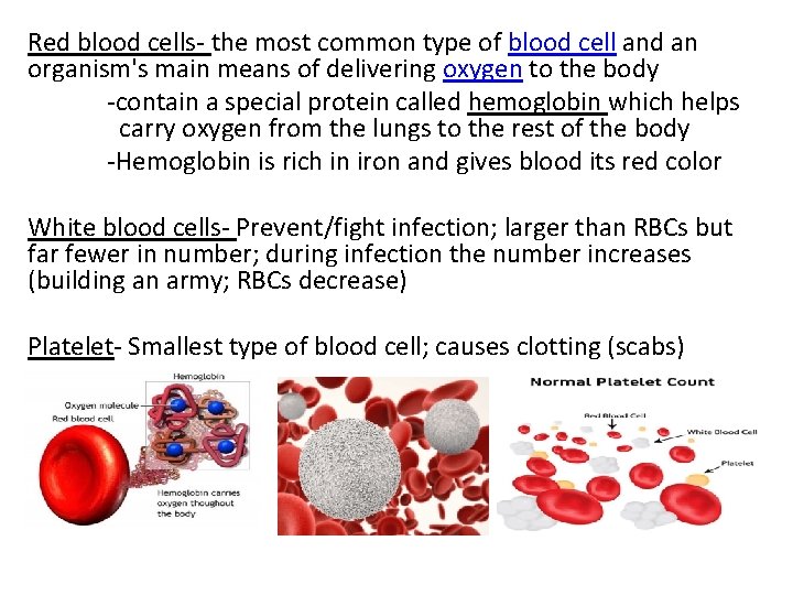 Red blood cells- the most common type of blood cell and an organism's main