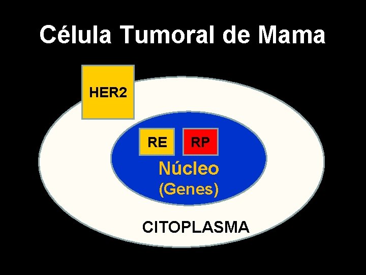 Célula Tumoral de Mama HER 2 RE RP Núcleo (Genes) CITOPLASMA 