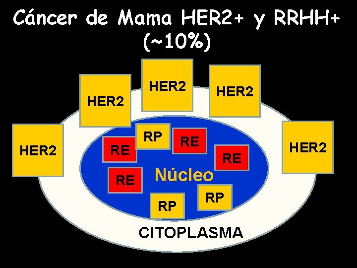 Cáncer de Mama HER 2+ y RRHH+ (~10%) HER 2 RE RE HER 2