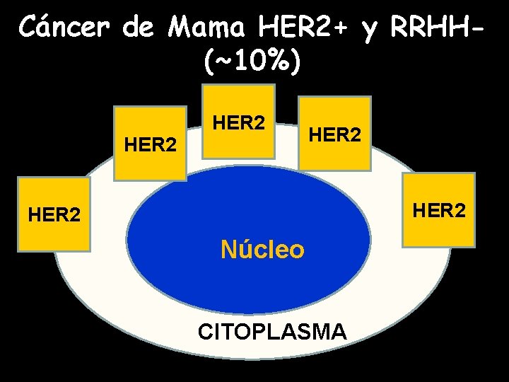 Cáncer de Mama HER 2+ y RRHH(~10%) HER 2 HER 2 Núcleo CITOPLASMA 
