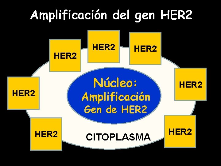 Amplificación del gen HER 2 HER 2 Núcleo: Amplificación HER 2 Gen de HER