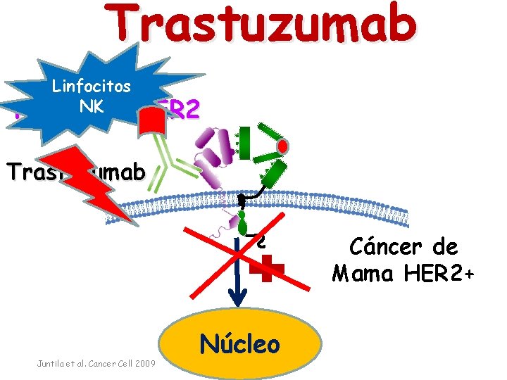 Trastuzumab Linfocitos NK Receptor HER 2 Trastuzumab Cáncer de Mama HER 2+ Juntila et