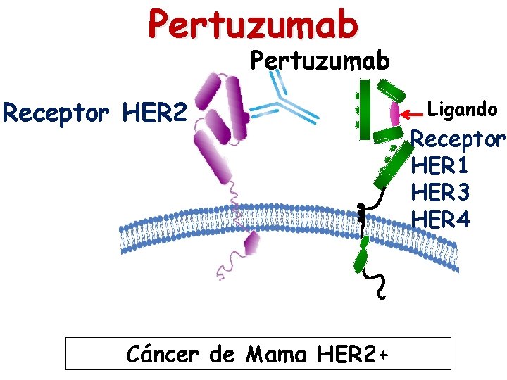 Pertuzumab Receptor HER 2 Cáncer de Mama HER 2+ Ligando Receptor HER 1 HER