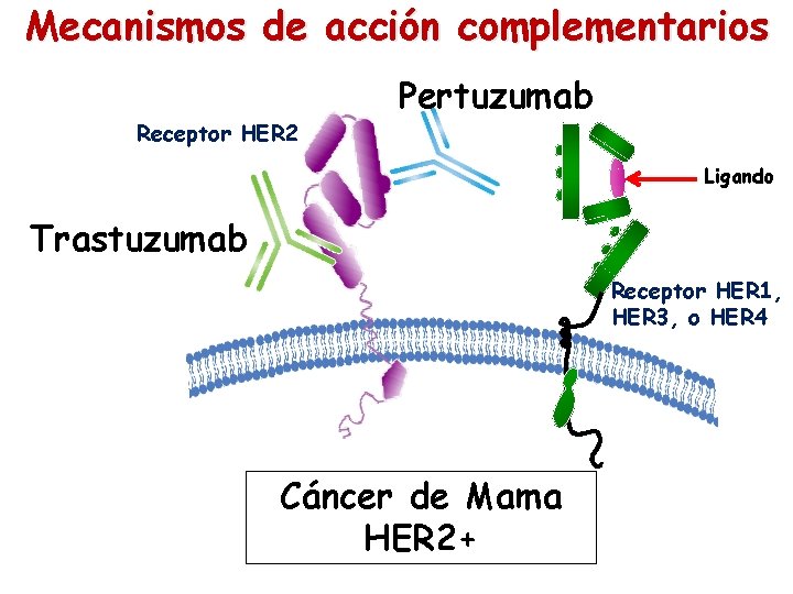 Mecanismos de acción complementarios Receptor HER 2 Pertuzumab Ligando Trastuzumab Receptor HER 1, HER