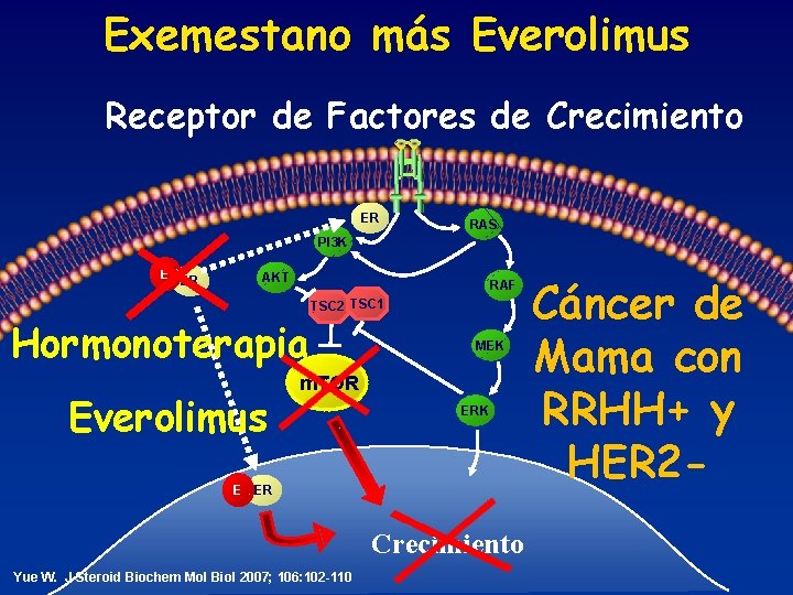 Exemestano más Everolimus Receptor de Factores de Crecimiento ER RAS PI 3 K E