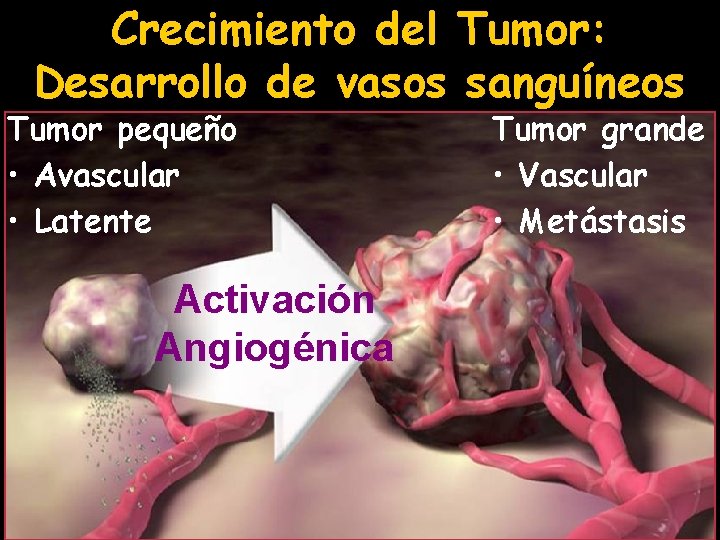 Crecimiento del Tumor: Desarrollo de vasos sanguíneos Tumor pequeño • Avascular • Latente Activación